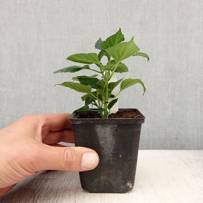 Esimerkki keväällä toimitetusta Sauge Gogo Purple Godet de 8/9 cm-taimesta