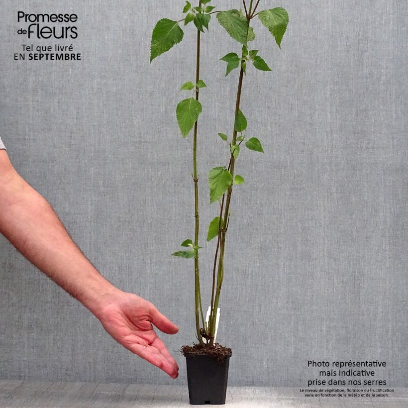 Esimerkki syksyllä toimitetusta Salvia Amistad 8/9 cm taimiruukku-taimesta
