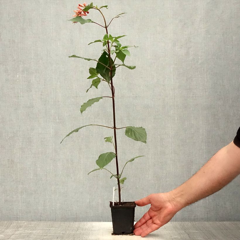 Esimerkki kesällä toimitetusta Keijunsalvia Ember's Wish Taimiruukku 8/9 cm-taimesta