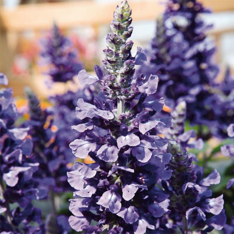 Härmesalvia Mystic Spires Blue Improved (Kukinta)