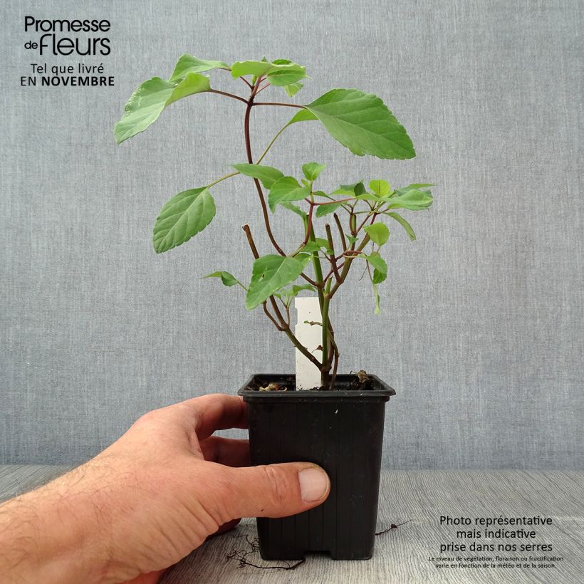 Esimerkki syksyllä toimitetusta Keijunsalvia Wendy's Wish 8/9 cm taimiruukku-taimesta