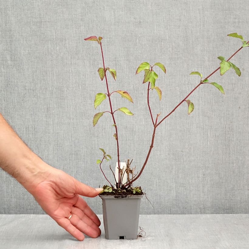 Esimerkki kesällä toimitetusta Keijunsalvia Wendy's Wish Godet de 8/9 cm-taimesta