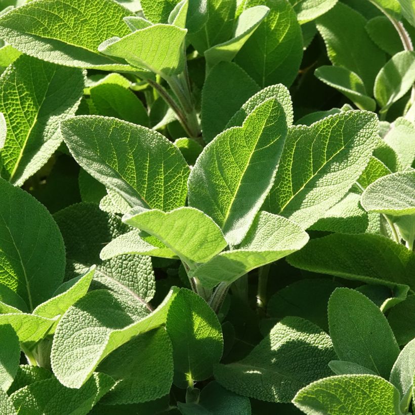 Ryytisalvia Berggarten (Lehvistö)