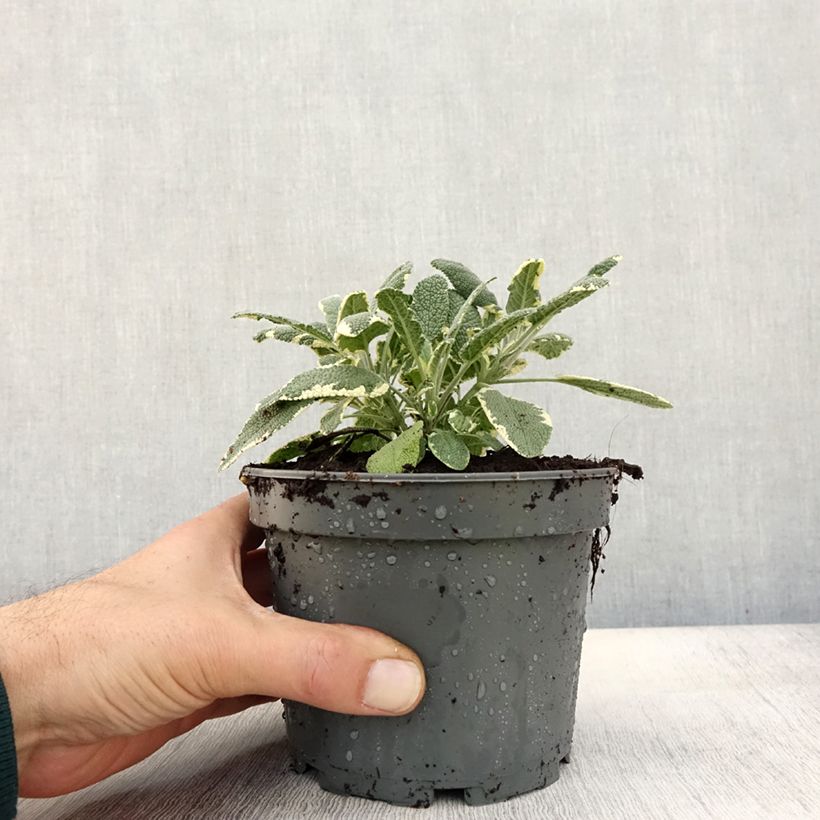 Esimerkki syksyllä toimitetusta Sauge officinale Berggarten Variegated - Salvia officinalis Pot de 1,5L/2L-taimesta