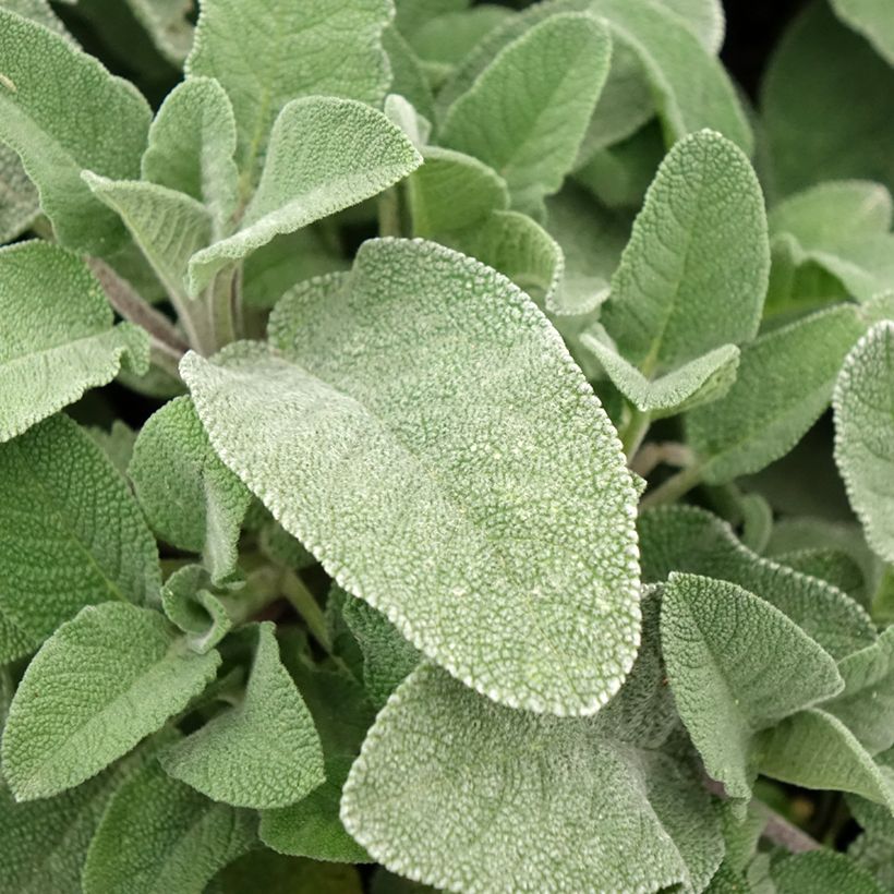 Ryytisalvia Maxima (Lehvistö)
