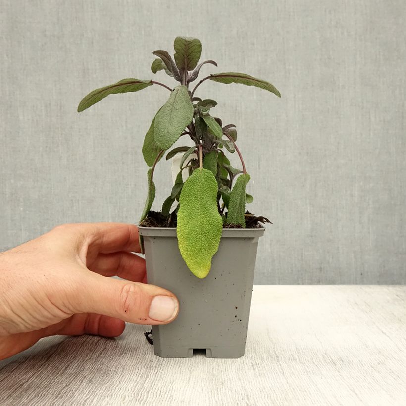 Esimerkki syksyllä toimitetusta Ryytisalvia Purpurascens 7/8 cm taimiruukku-taimesta