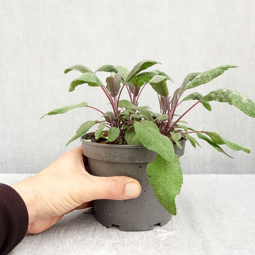 Esimerkki syksyllä toimitetusta Ryytisalvia Purpurascens 1,5 litran / 2 litran kannu-taimesta