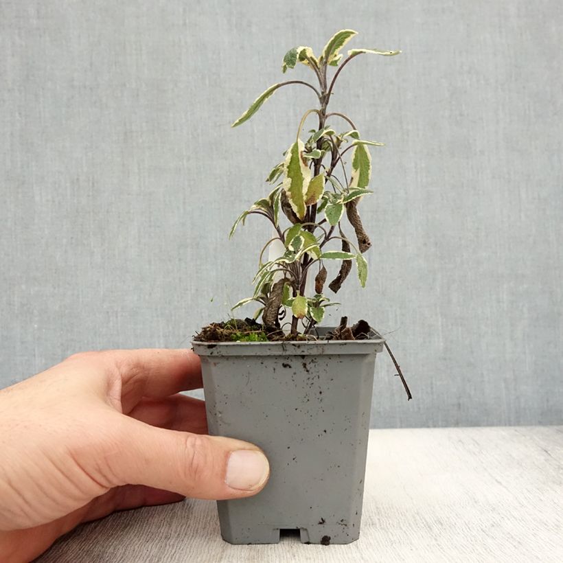 Esimerkki syksyllä toimitetusta Ryytisalvia Tricolor 7/8 cm taimiruukku-taimesta