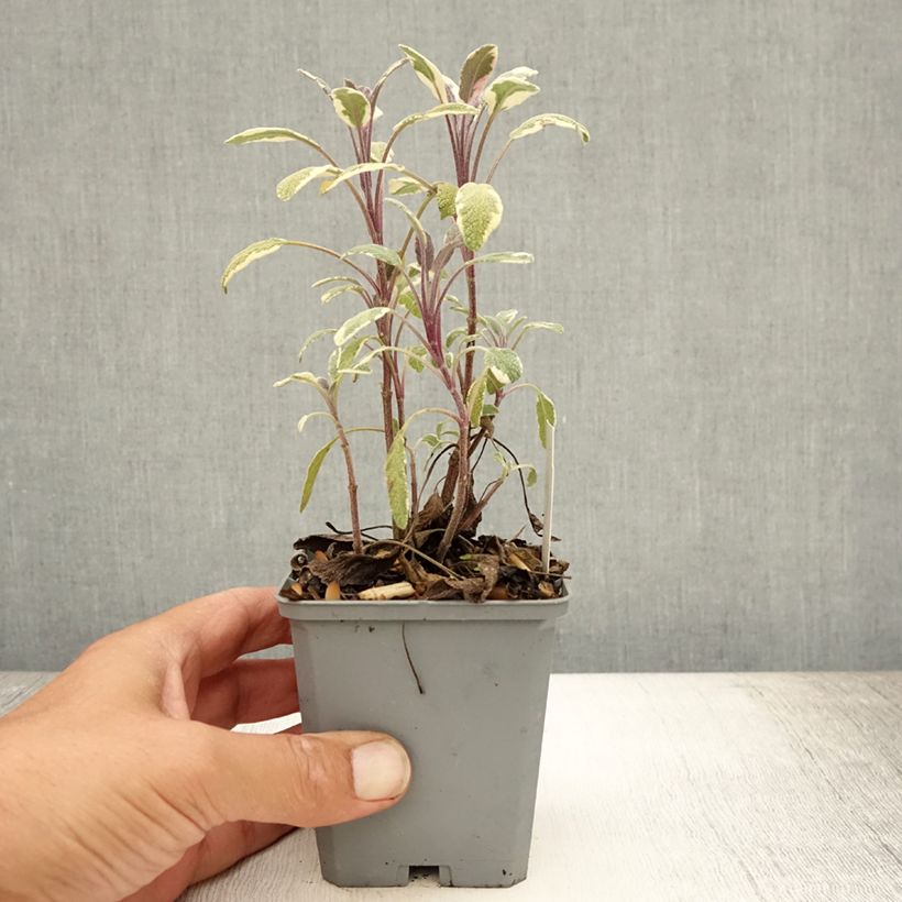 Esimerkki kesällä toimitetusta Ryytisalvia Tricolor Godet de 7/8 cm-taimesta