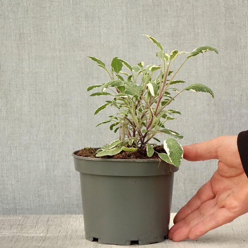 Esimerkki syksyllä toimitetusta Ryytisalvia Tricolor 1,5 litran / 2 litran kannu-taimesta
