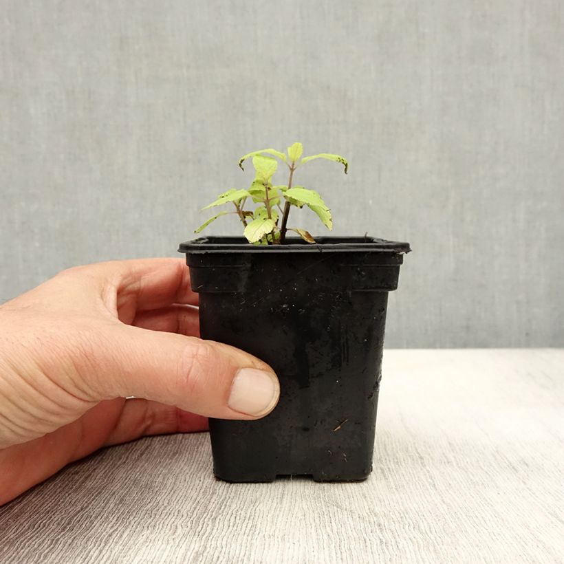 Esimerkki syksyllä toimitetusta Ananassalvia Golden Delicious 7/8 cm taimiruukku-taimesta