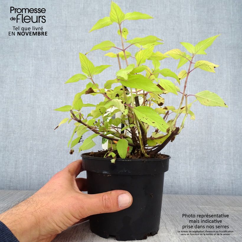 Esimerkki syksyllä toimitetusta Sauge ananas Golden Delicious Pot de 1,5L/2L-taimesta