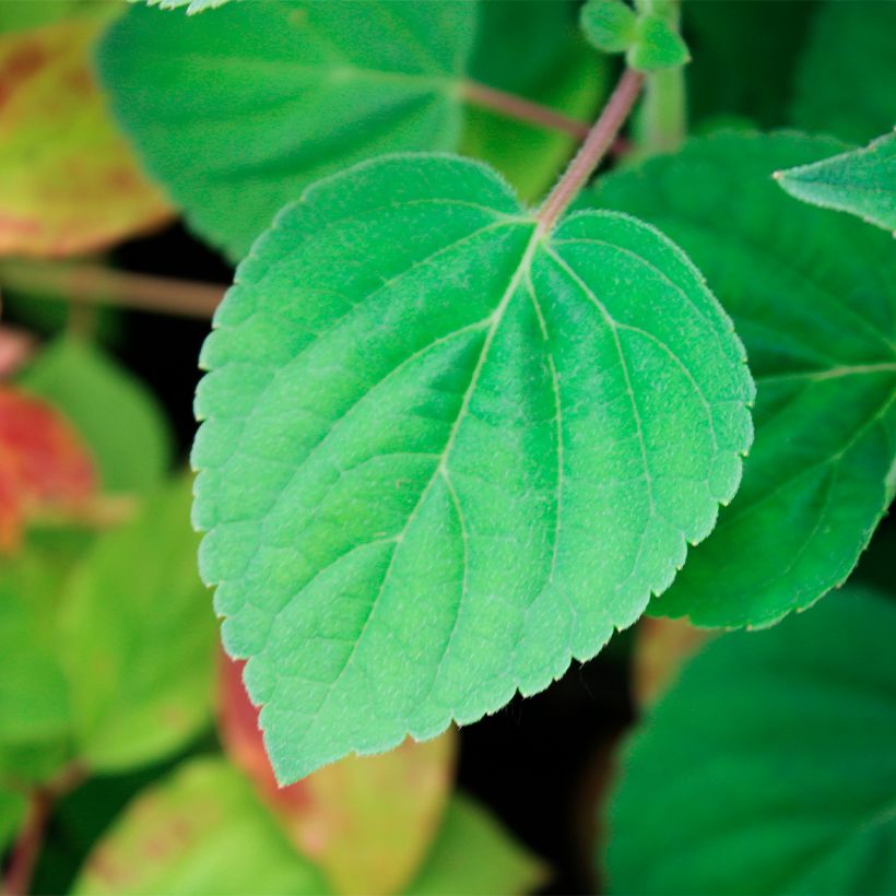 Ananassalvia Golden Delicious (Foliage)