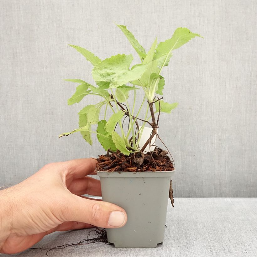 Esimerkki syksyllä toimitetusta Keltasalvia - Salvia glutinosa 8/9 cm taimiruukku-taimesta