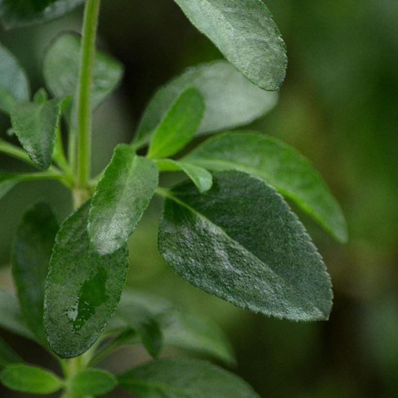 Keijunsalvia Flammenn (Lehvistö)
