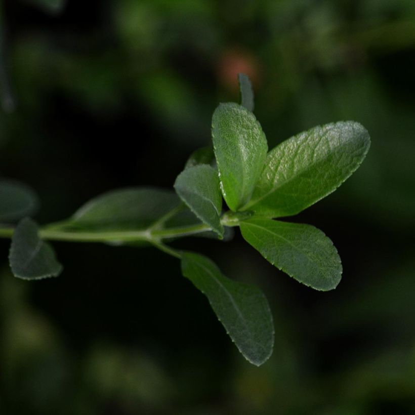 Keijunsalvia Melen (Lehvistö)