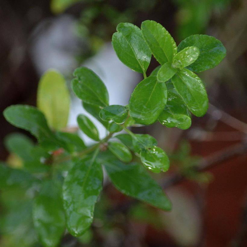 Keijunsalvia Pluenn (Lehvistö)