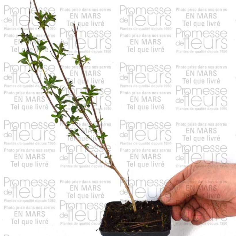 Esimerkki toimitetusta Keijunsalvia Sierra San Antonio Godet de 8/9 cm-taimesta