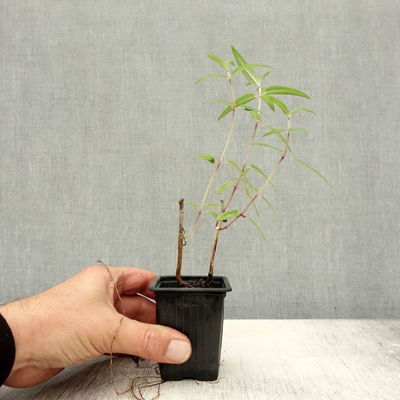 Esimerkki syksyllä toimitetusta Keijunsalvia - Salvia leucantha 7/8 cm taimiruukku-taimesta