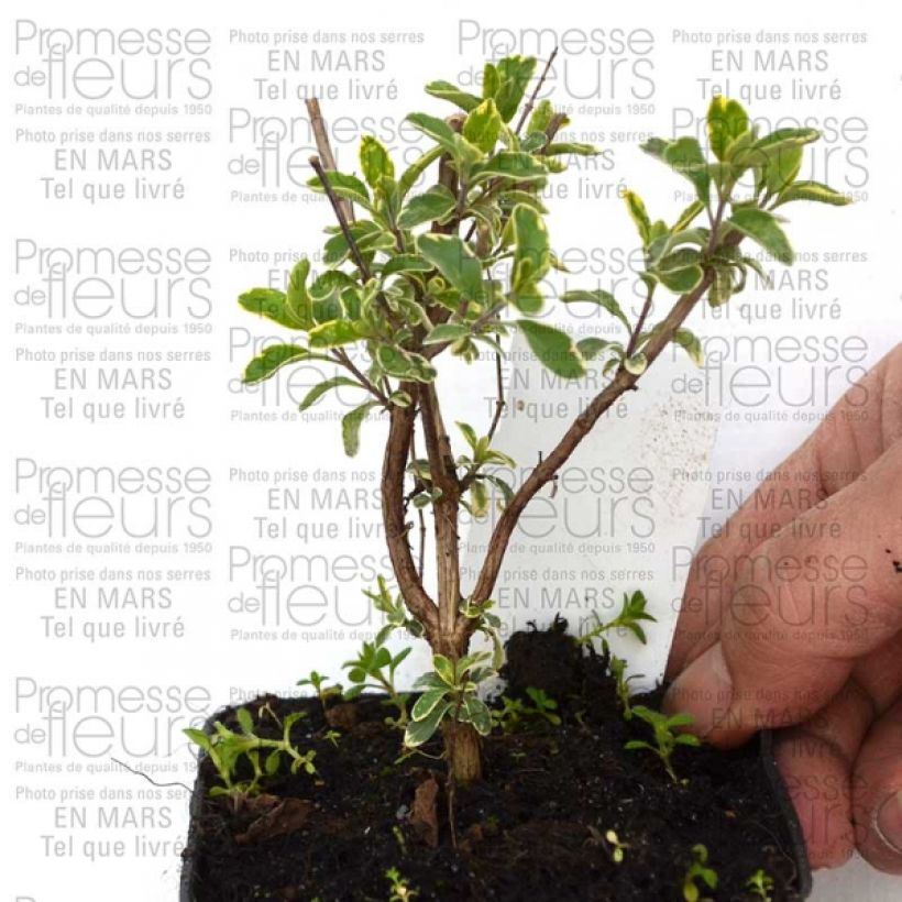 Esimerkki toimitetusta Keijunsalvia Caramba Godet de 8/9 cm-taimesta