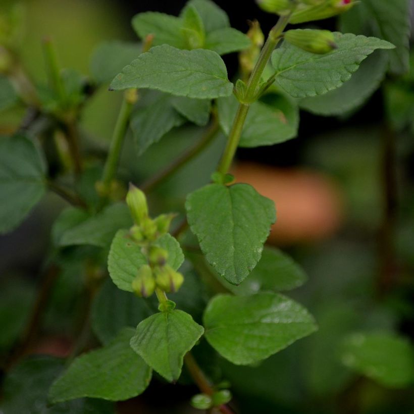 Keijunsalvia Hot Lips (Lehvistö)