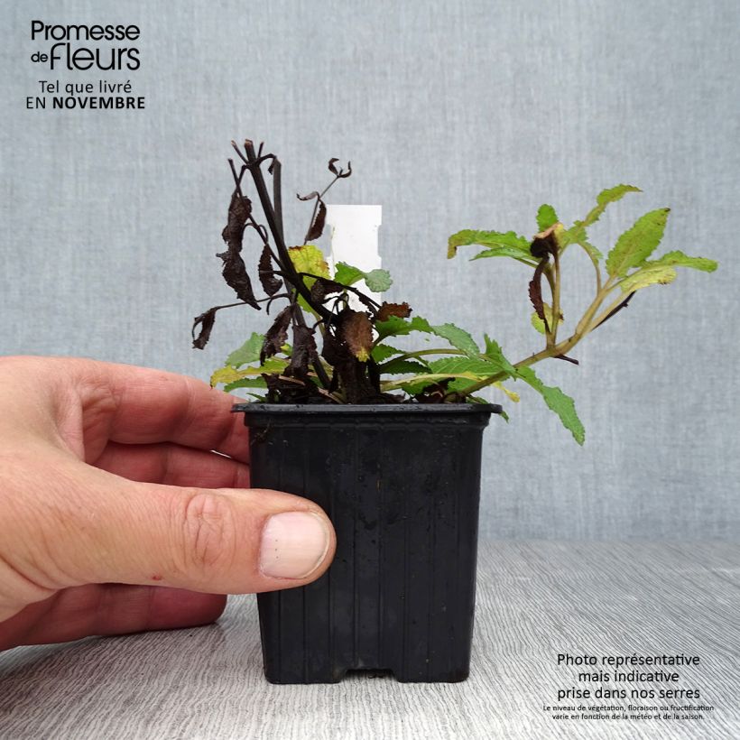 Esimerkki syksyllä toimitetusta Lehtosalvia Blauhügel 8/9 cm taimiruukku-taimesta
