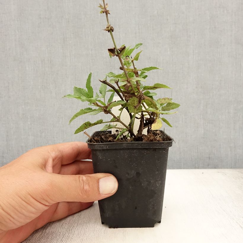 Esimerkki kesällä toimitetusta Lehtosalvia Blauhügel Godet de 8/9 cm-taimesta