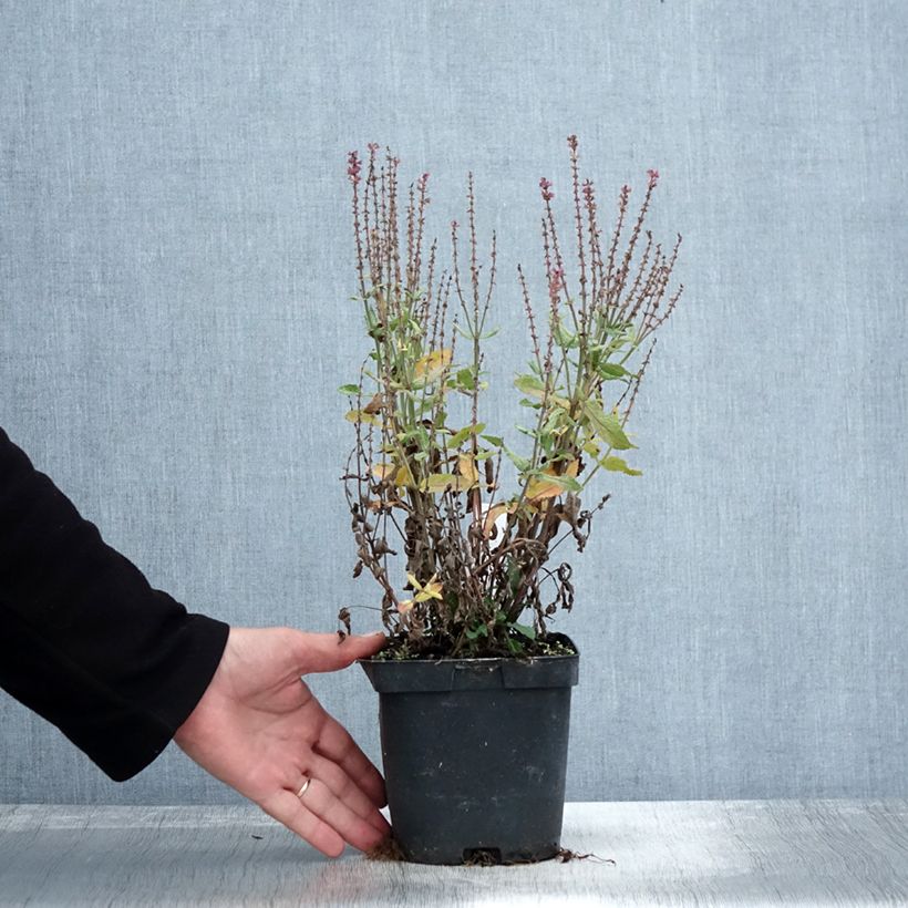 Esimerkki syksyllä toimitetusta Lehtosalvia Blauhügel 2 litran/3 litran ruukku-taimesta