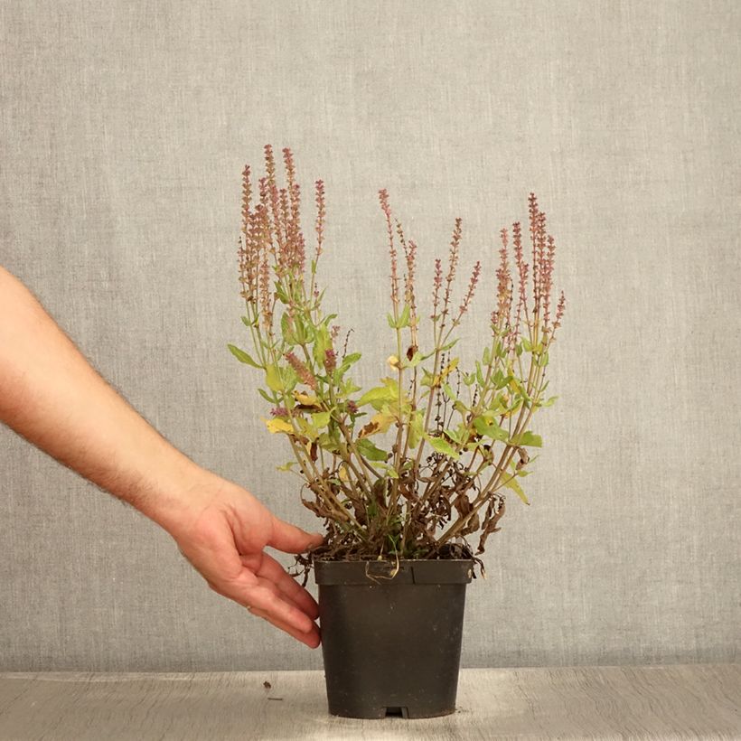 Esimerkki kesällä toimitetusta Lehtosalvia Blauhügel Pot de 2L/3L-taimesta