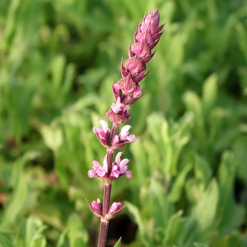 Lehtosalvia Caradonna Pink (Kukinta)