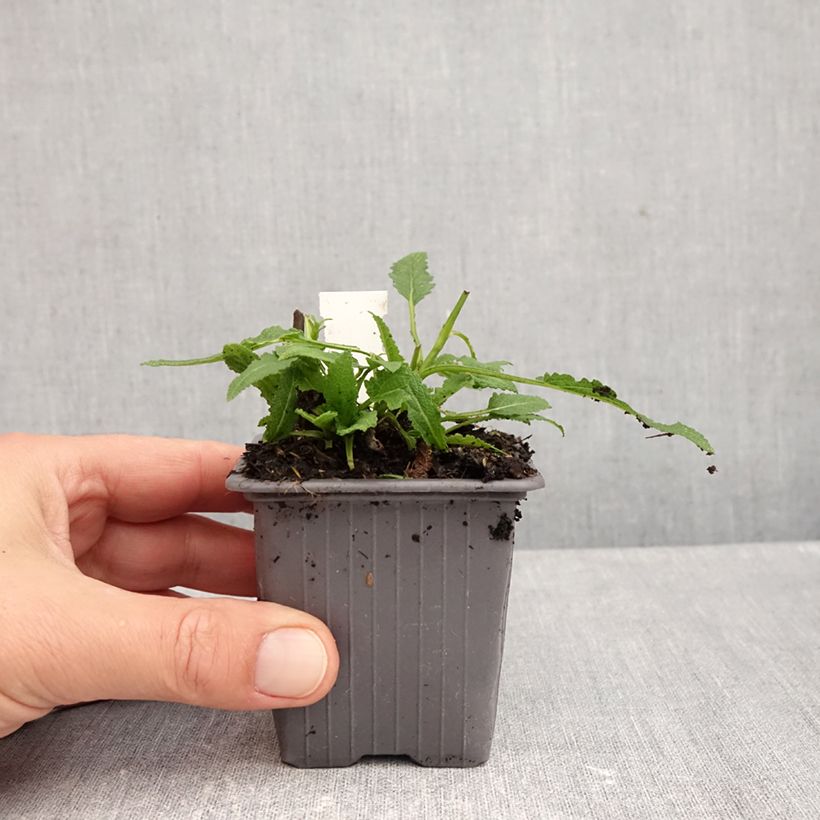 Esimerkki syksyllä toimitetusta Lehtosalvia Caradonna Pink 8/9 cm taimiruukku-taimesta