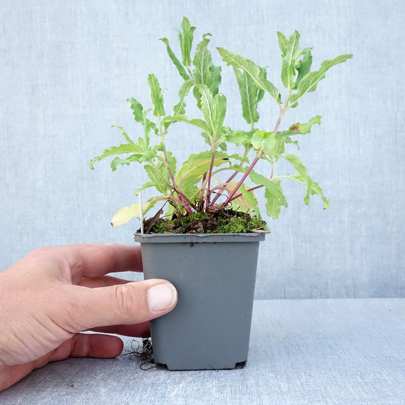 Esimerkki keväällä toimitetusta Sauge - Salvia nemorosa Caradonna Pink Godet de 8/9 cm-taimesta