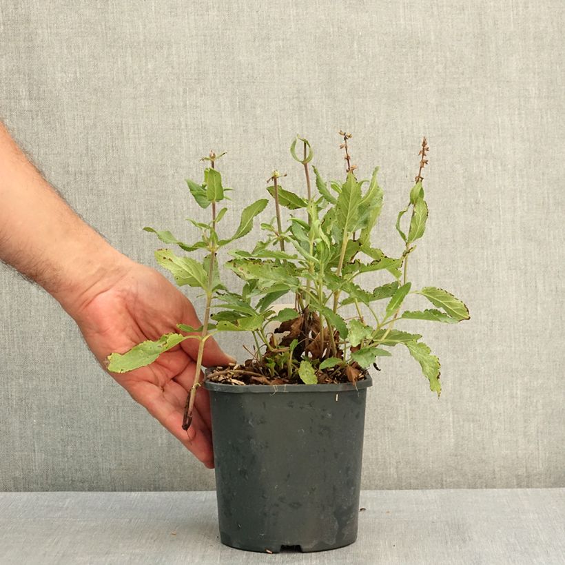 Esimerkki kesällä toimitetusta Lehtosalvia Caradonna Pink 2 litran/3 litran ruukku-taimesta