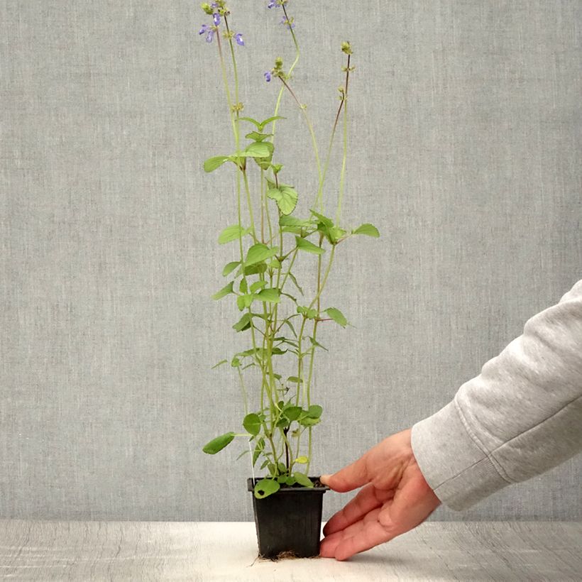 Esimerkki kesällä toimitetusta Salvia setulosa - Sauge hérissée Godet de 8/9 cm-taimesta