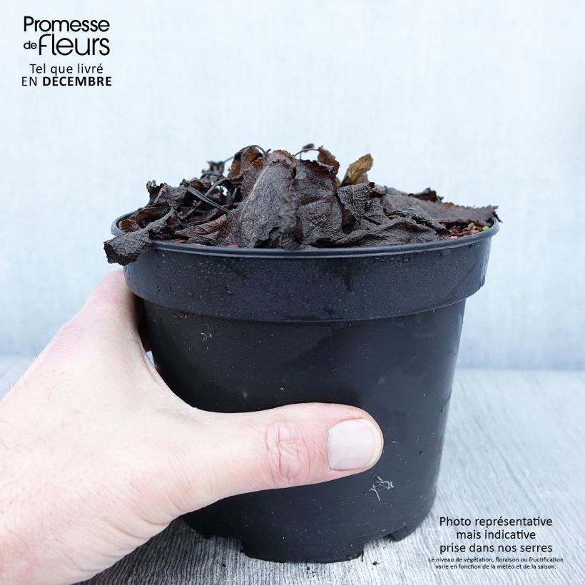 Esimerkki syksyllä toimitetusta Sauge - Salvia sylvestris Rhapsody in Blue Pot de 2L/3L-taimesta