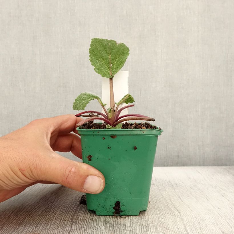 Esimerkki syksyllä toimitetusta Sauge sclarée - Salvia sclarea Godet de 8/9 cm-taimesta