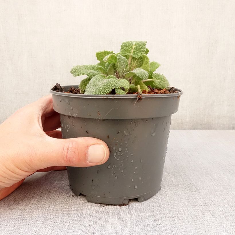Esimerkki keväällä toimitetusta Myskisalvia - Salvia sclarea Taimiruukku 8/9 cm-taimesta