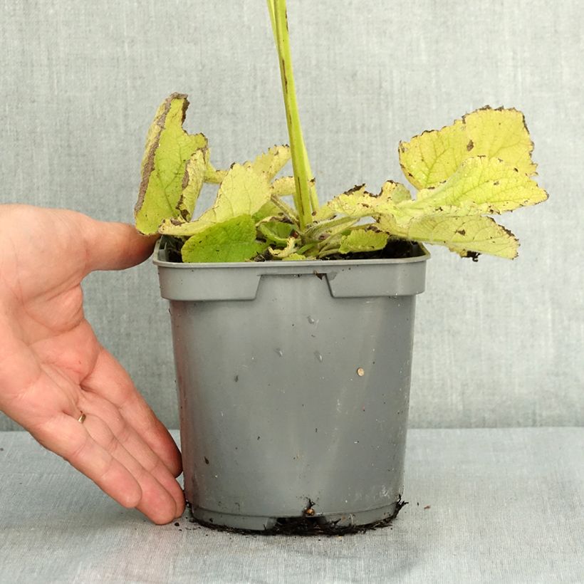 Esimerkki kesällä toimitetusta Myskisalvia - Salvia sclarea 1,5 litran / 2 litran kannu-taimesta
