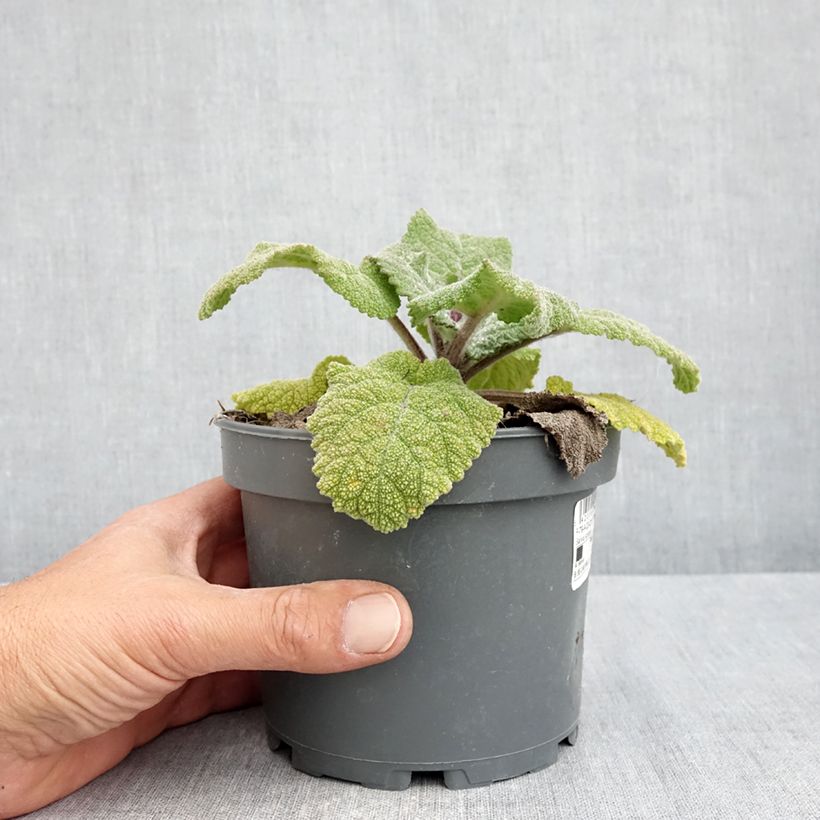 Esimerkki keväällä toimitetusta Myskisalvia - Salvia sclarea Ruukku 1,5L / 2L-taimesta