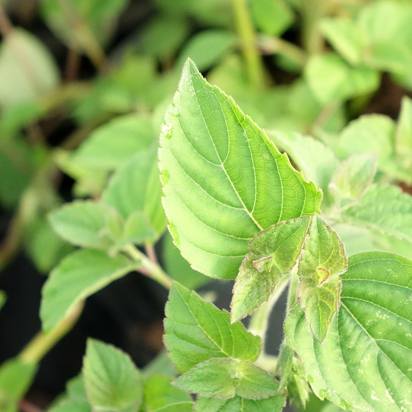 Ananassalvia Tangerine (Lehvistö)