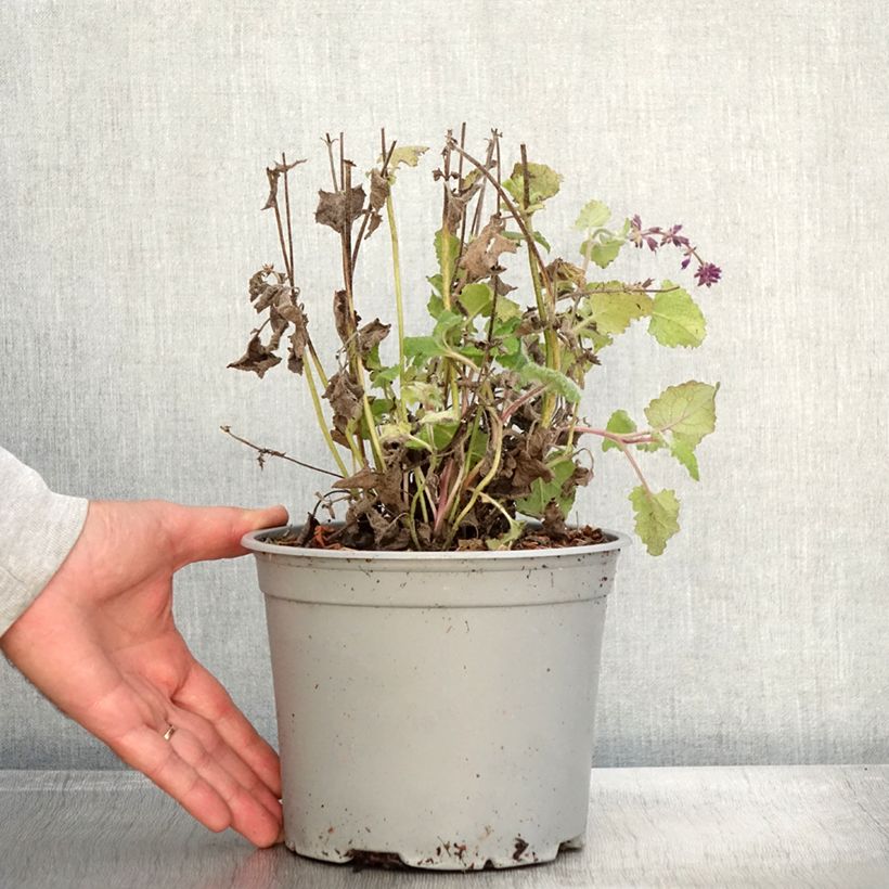Esimerkki syksyllä toimitetusta Sauge verticillée - Salvia verticillata Purple Rain Pot de 3L/4L-taimesta