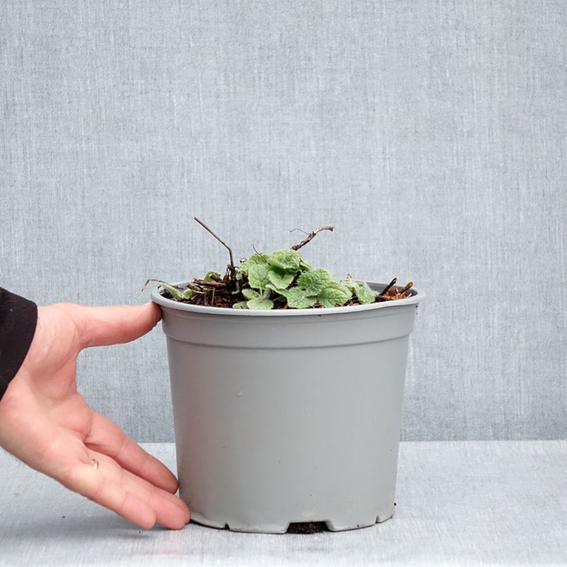 Esimerkki keväällä toimitetusta Kiehkurasalvia Purple Rain Pot de 3L/4L-taimesta