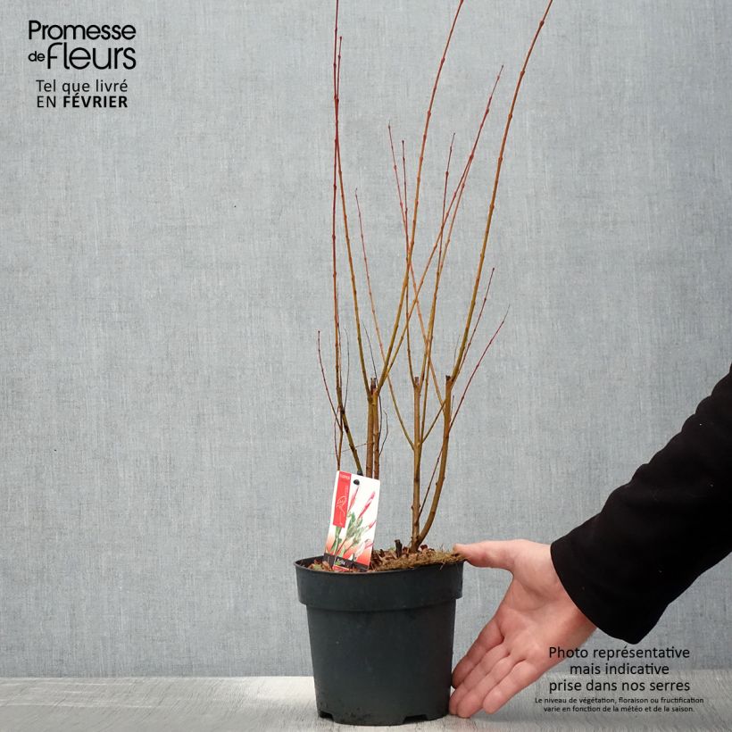 Esimerkki talvella toimitetusta Saule crevette - Salix integra Flamingo Pot de 2L/3L-taimesta