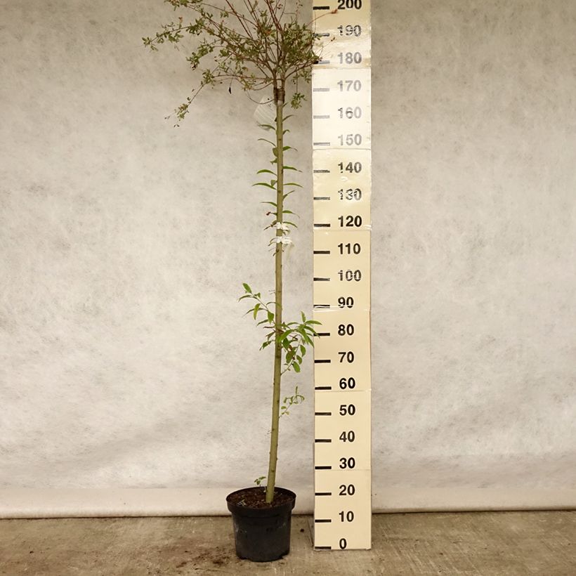 Esimerkki kesällä toimitetusta Kaartopaju Hakuro Nishiki Pot de 7,5L/10L, Tige-taimesta