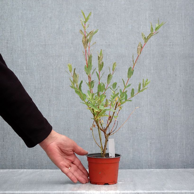 Esimerkki syksyllä toimitetusta Kaartopaju Hakuro Nishiki 10 cm/11 cm ruukku-taimesta