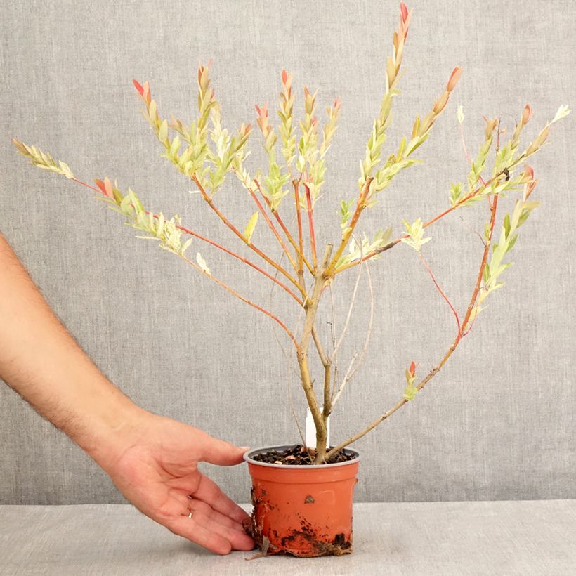 Esimerkki kesällä toimitetusta Kaartopaju Hakuro Nishiki Pot de 10 cm/11cm-taimesta