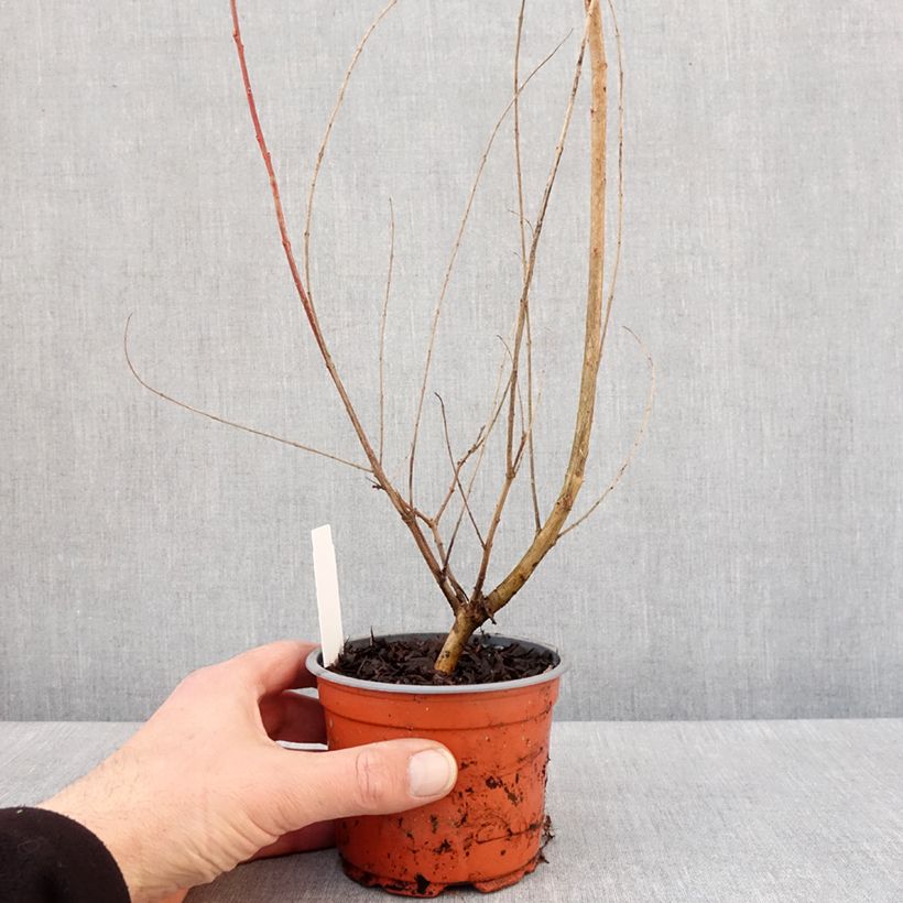 Esimerkki talvella toimitetusta Saule crevette - Salix integra Hakuro Nishiki Pot de 10 cm/11cm-taimesta