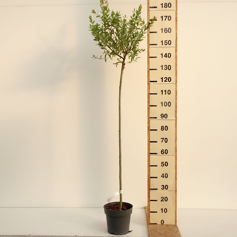 Esimerkki kesällä toimitetusta Kaartopaju Hakuro Nishiki Pot de 4L/5L, Tige-taimesta