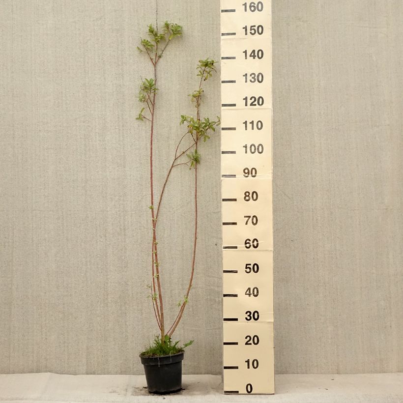 Esimerkki kesällä toimitetusta Puuteripaju - Salix gracilistyla Pot de 3L/4L-taimesta