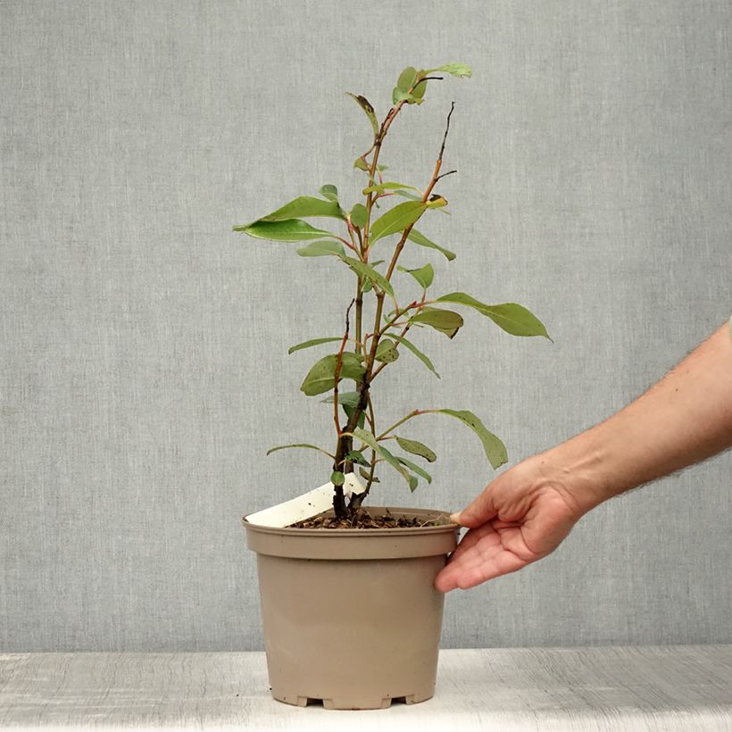 Esimerkki kesällä toimitetusta Paju - Salix magnifica Pot de 4L/5L-taimesta